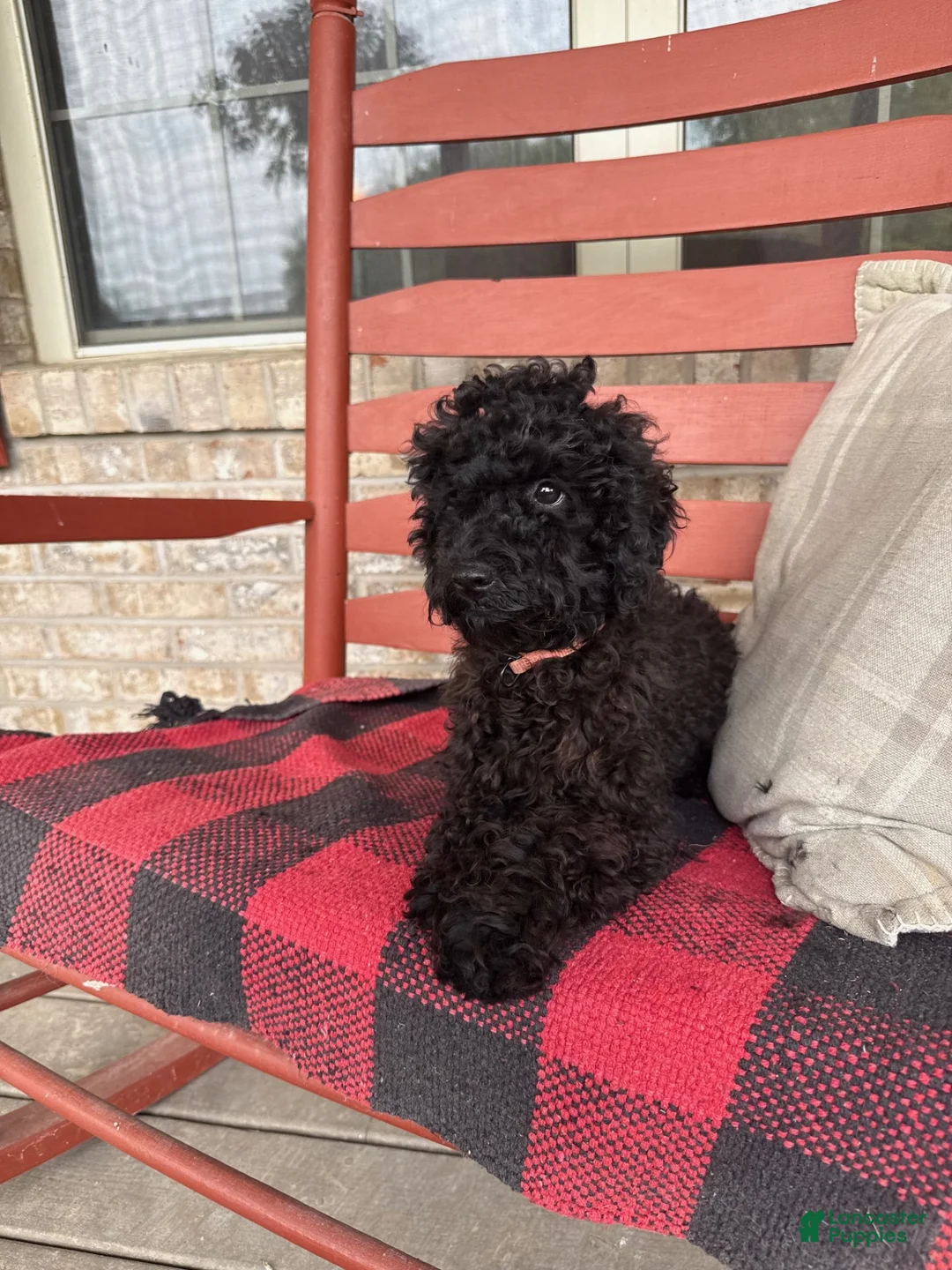 Cavapoo dogs for sale: Ethan - Ad 1