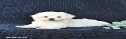 Maltese dogs for sale: Tyler - Ad 3