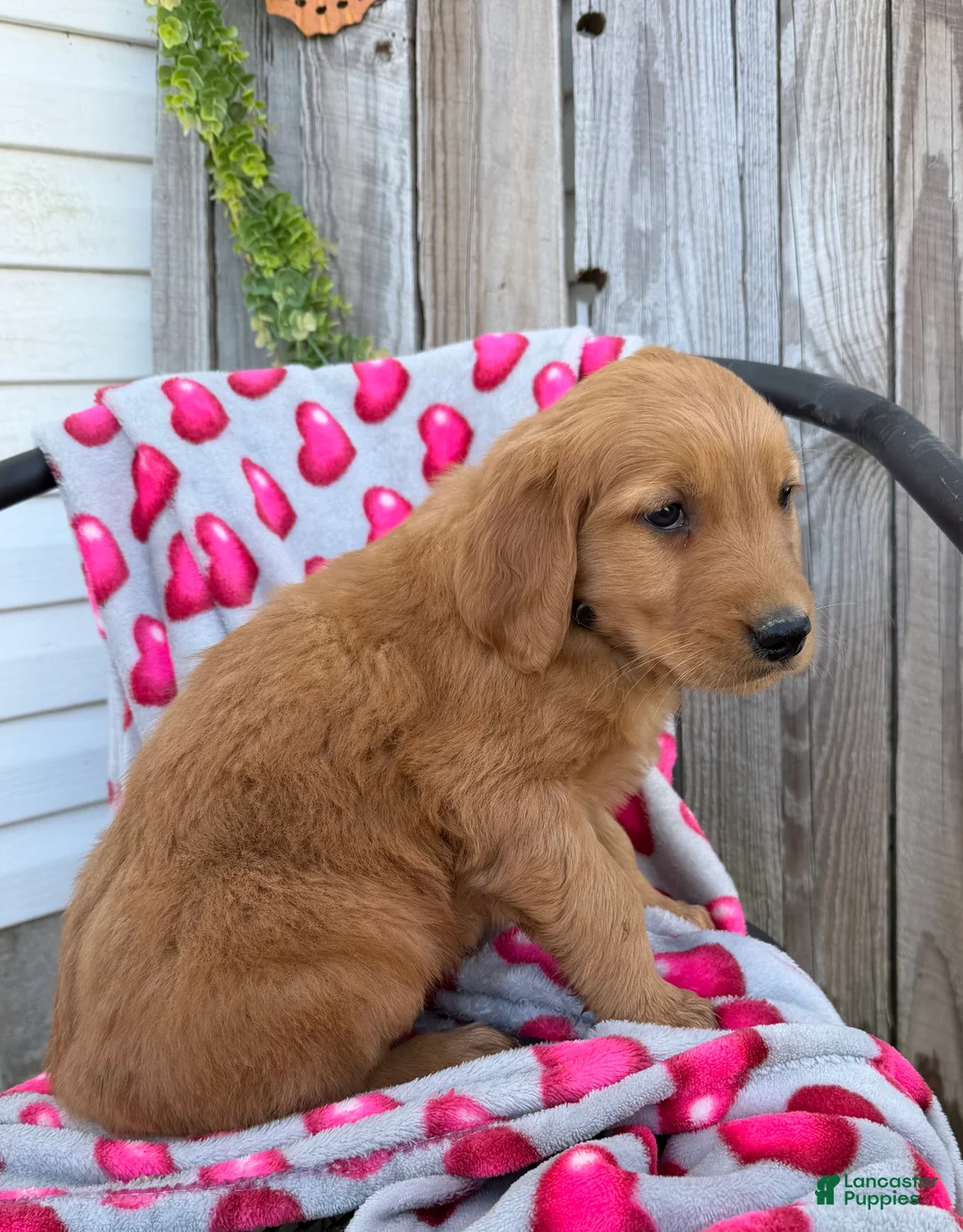 Golden Retriever dogs for sale: Andre - Ad 3