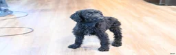 Mixed Breed dogs for sale: Blossom - Ad 3
