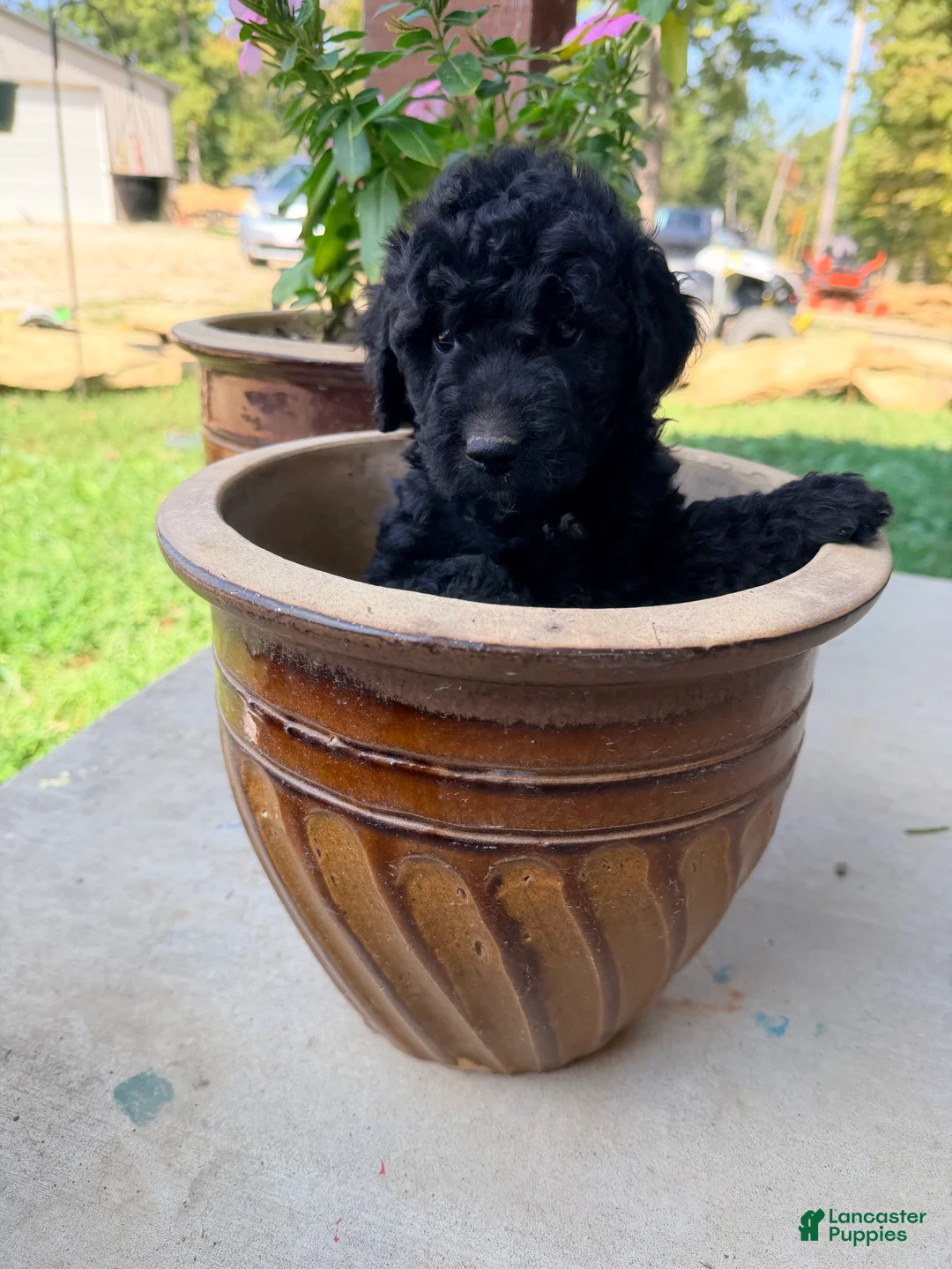 Mini Goldendoodle dogs for sale: Mini Goldendoodle 3 - Ad 1