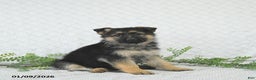 German Shepherd dogs for sale: Lexi  - Ad 2