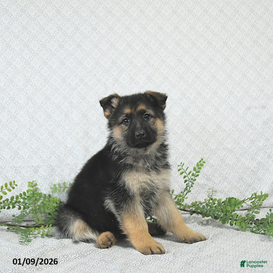 German Shepherd dogs for sale: Lexi  - Ad 2