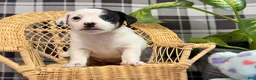 Jack Russell Terrier dogs for sale: Lacy - Ad 3