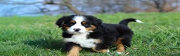 Bernese Mountain Dog dogs for sale: Casey - Ad 4