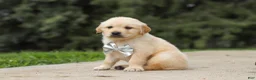 Golden Retriever dogs for sale: Baxter - Ad 7