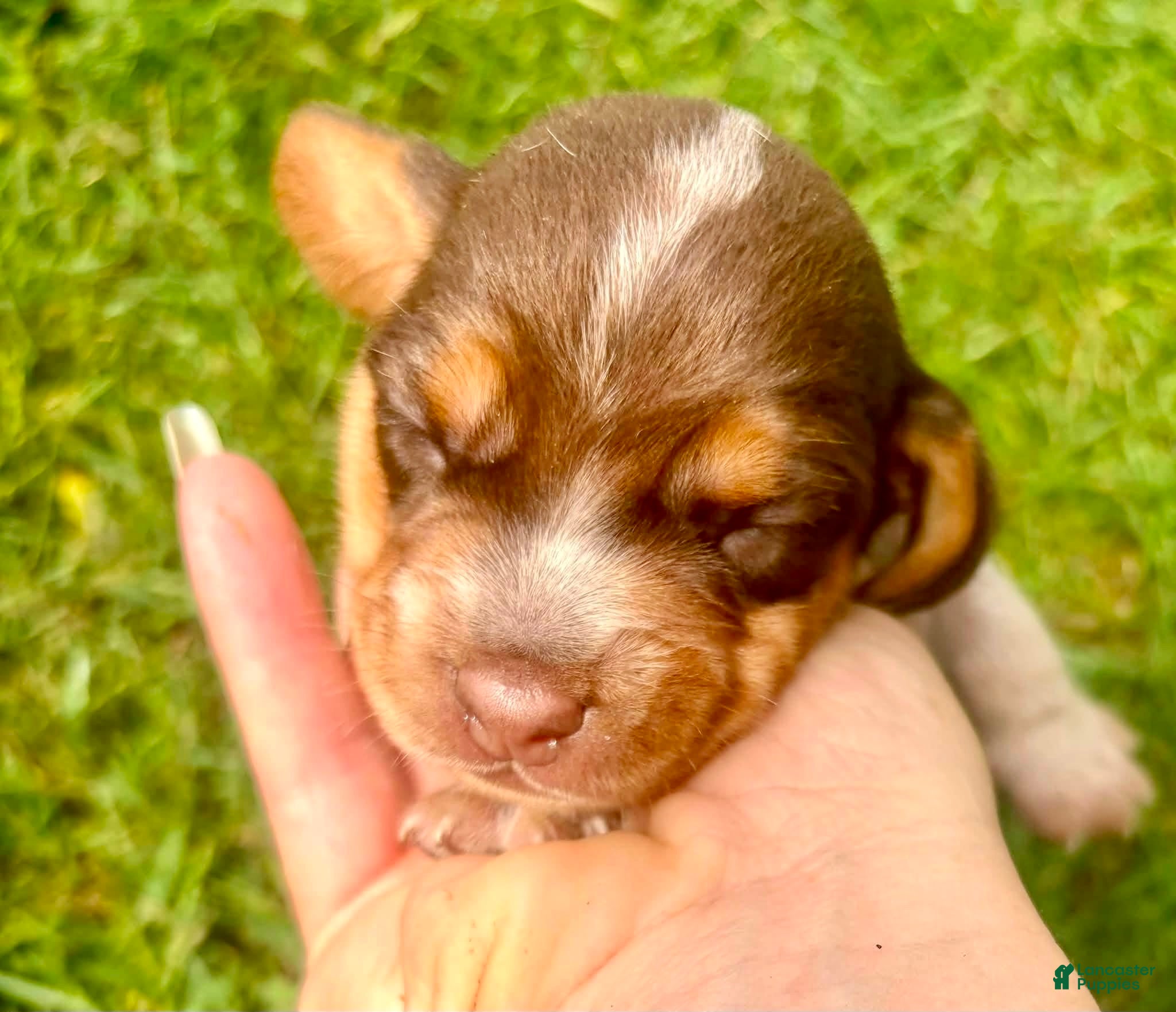 Beagle dogs Miss pink - Ad 3