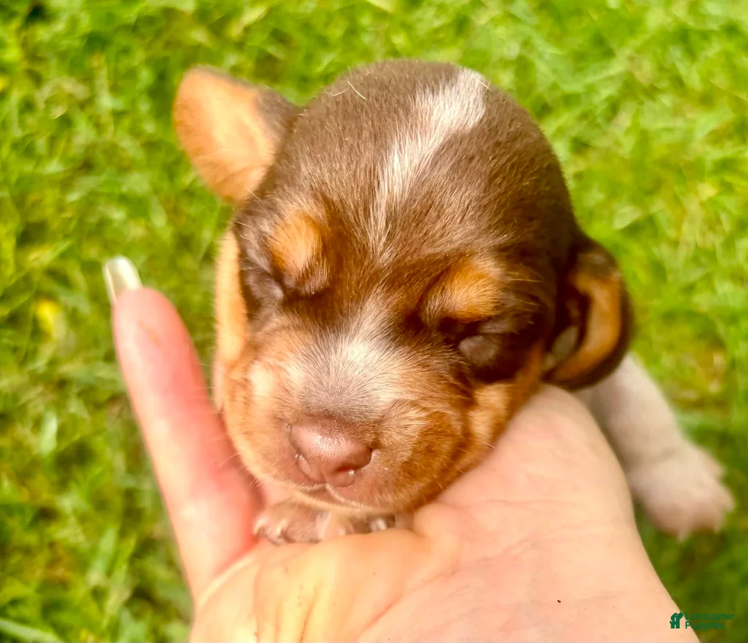 Beagle dogs for sale: Miss pink - Ad 1