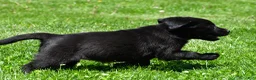 Labrador Retriever dogs for sale: Luna - Ad 11