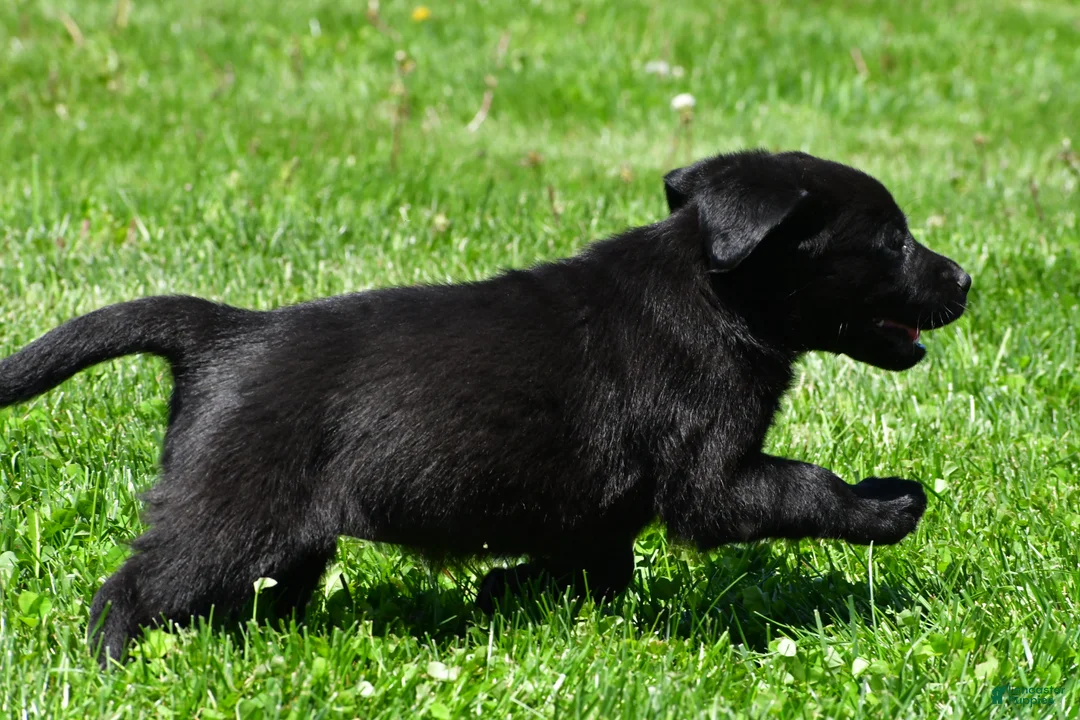 Labrador Retriever dogs for sale: Luna - Ad 11