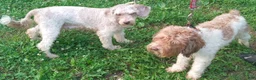 Cockapoo dogs for sale: "Rakia" $350 Elizabeth, IN / Louisville, KY - Ad 5