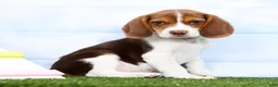 Beagle dogs for sale: Grady - Ad 3