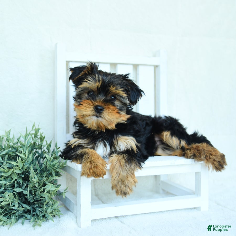 Yorkshire Terrier dogs Skye - Ad 2
