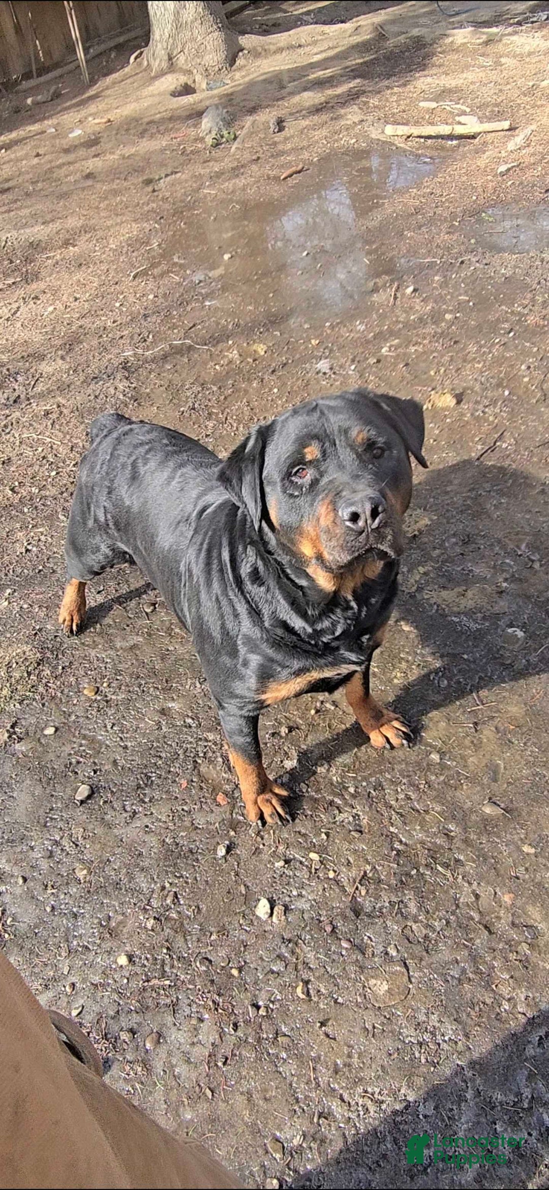 Rottweiler dogs for sale: Rottweiler Puppy 1 - Ad 3