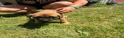 English Mastiff dogs for sale: Puppy 2 - Ad 6