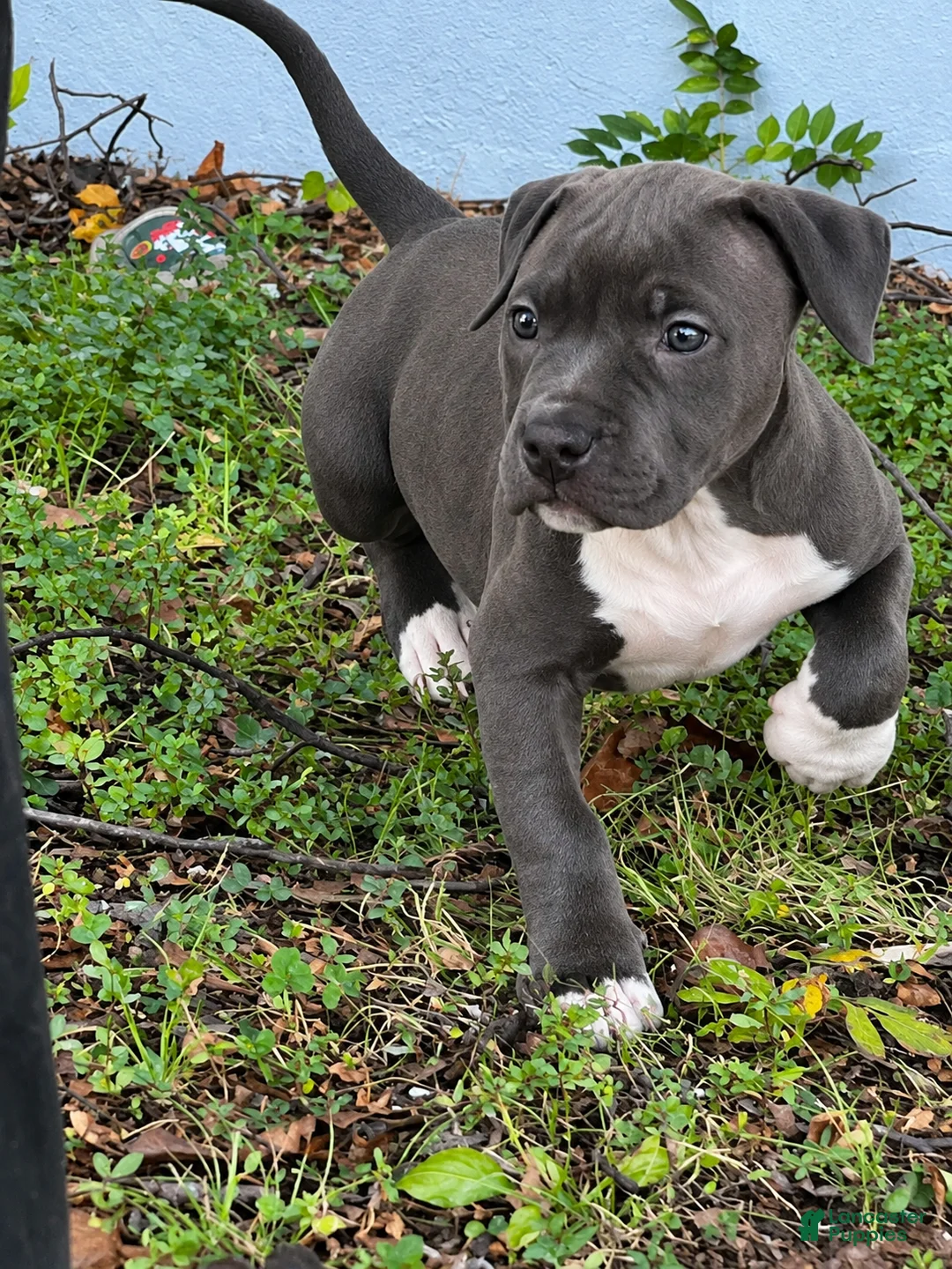 American Bully dogs for sale: American Bully 1 - Ad 2