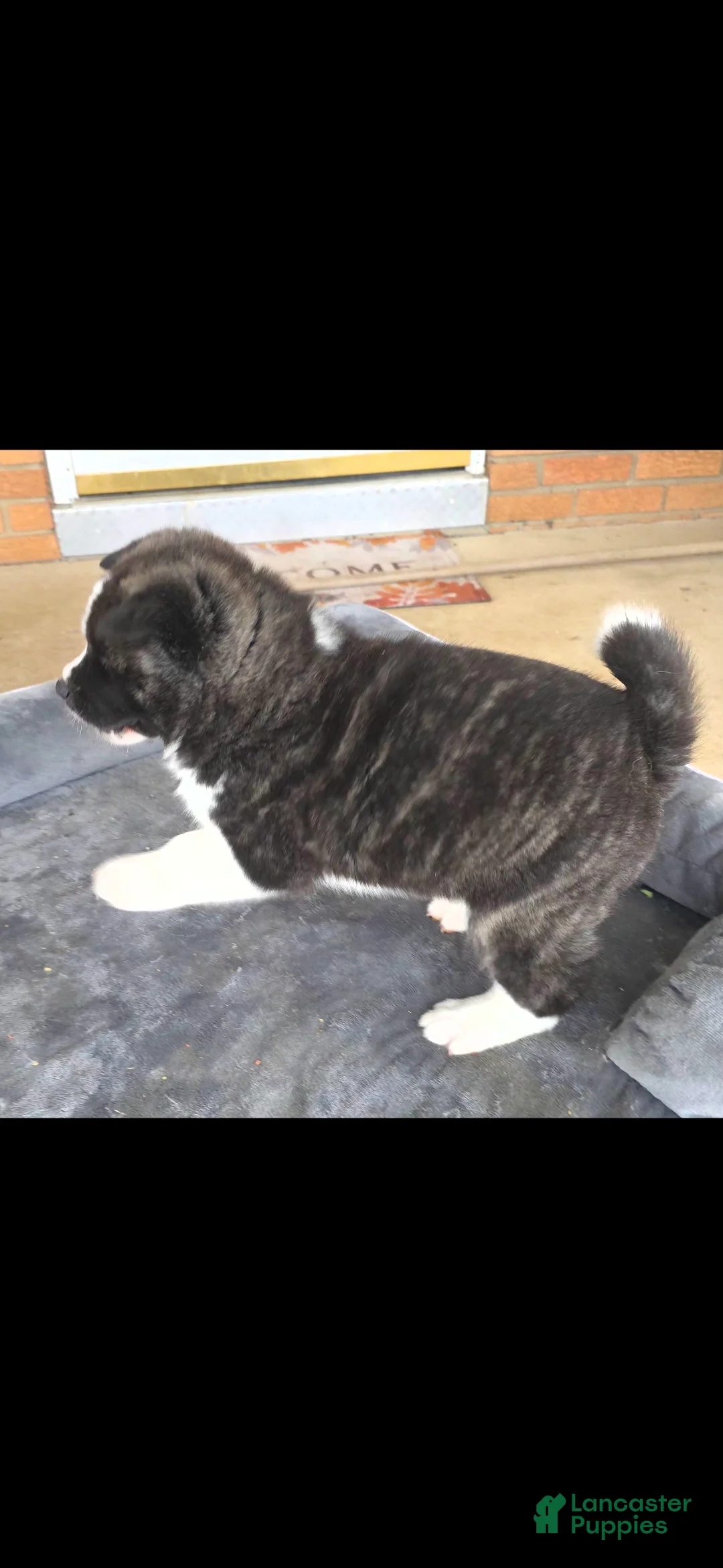 Akita dogs for sale: AKC Lucky - Ad 1