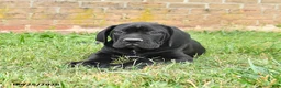 Cane Corso dogs for sale: Dallas - Ad 8