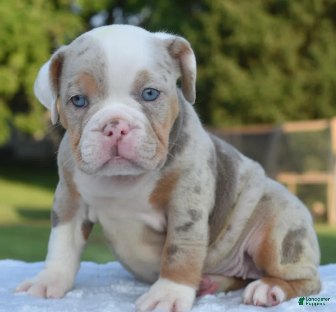 Mixed Breed dogs for sale: Maggie mini hybrid bulldog  - Ad 1