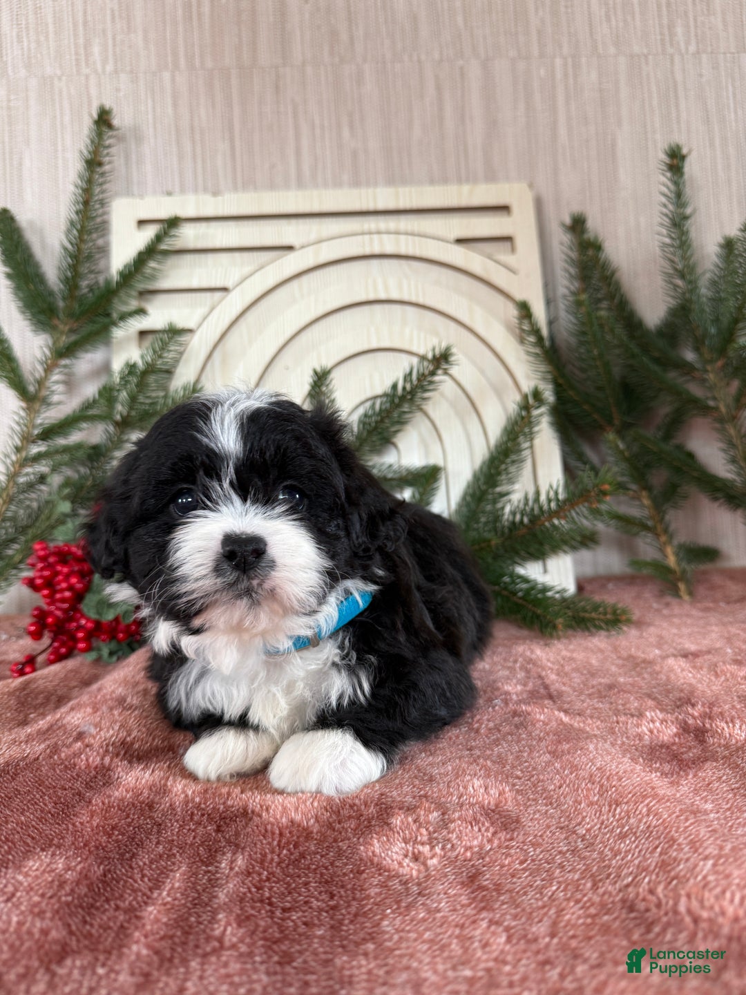 Teddy Bear dogs for sale: Sammy - Ad 13