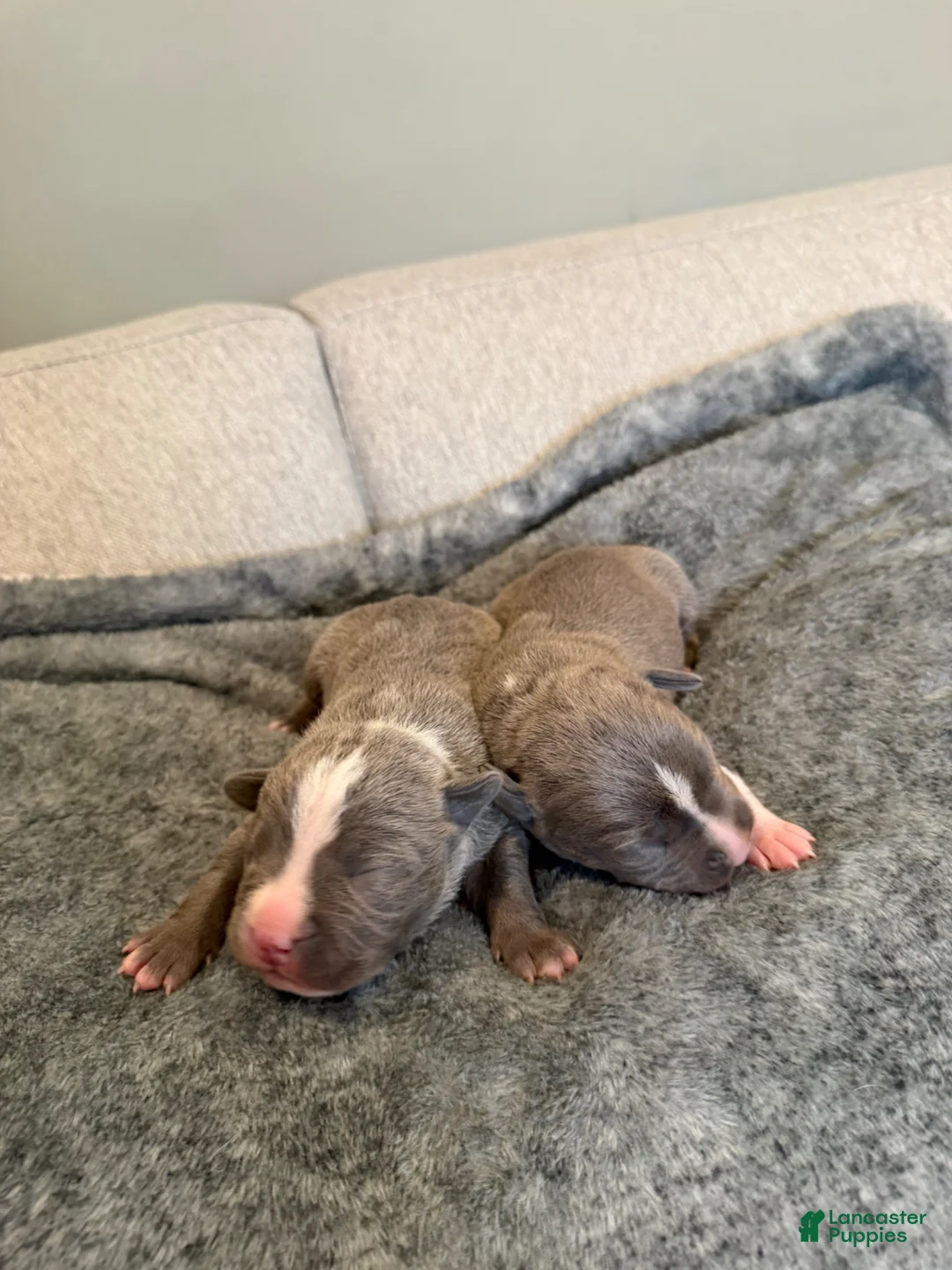 American Pit Bull Terrier dogs for sale: American Pit Bull Terrier Puppy 5 - Ad 1