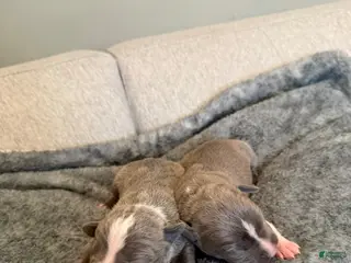 American Pit Bull Terrier dogs American Pit Bull Terrier Puppy 5 - Ad 13