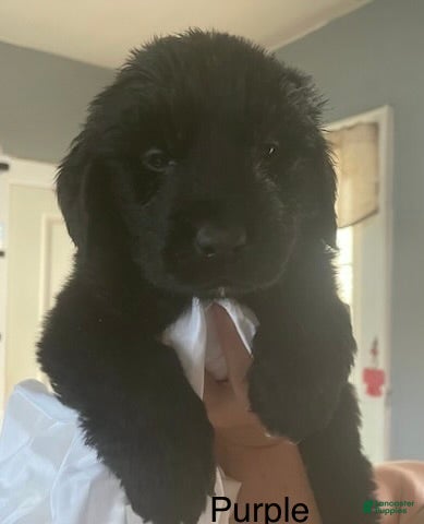 Newfoundland dogs for sale: Newfoundland Puppy 1 - Ad 2