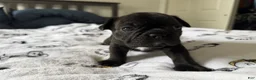 French Bulldog dogs for sale: Prince  - Ad 5