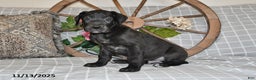 Great Dane dogs for sale: Bandit - Ad 2