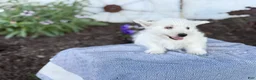 West Highland Terrier dogs for sale: Blazer - Ad 7