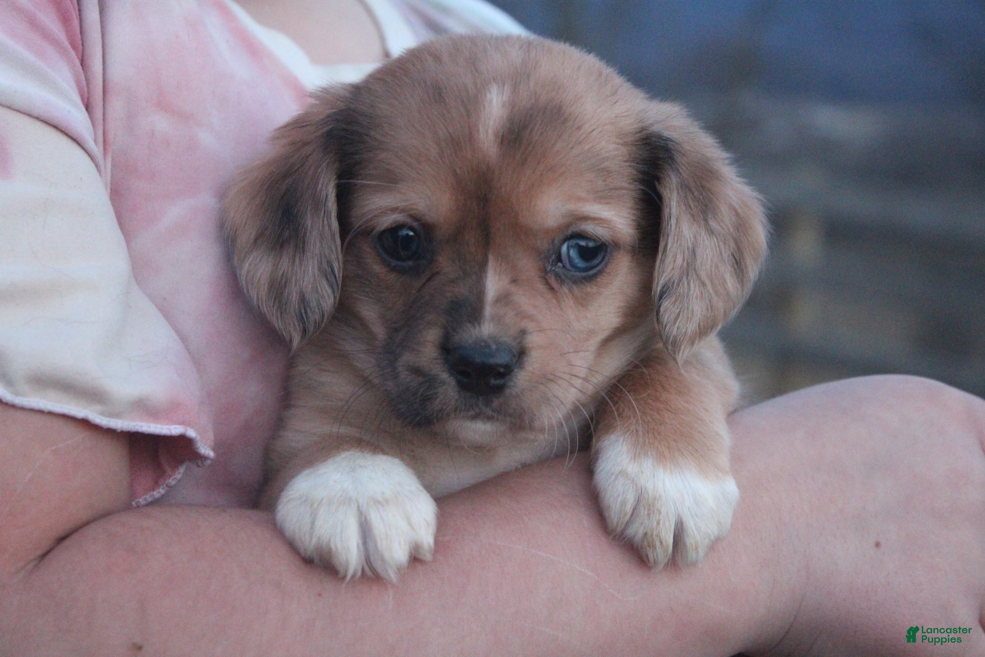 Mixed Breed dogs Adelise - Ad 4