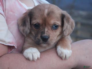 Mixed Breed dogs Adelise - Ad 4