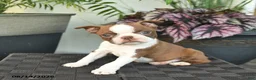 Boston Terrier dogs for sale: Whisper - Ad 4