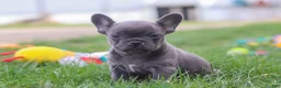 French Bulldog dogs for sale: Lexi - Ad 6