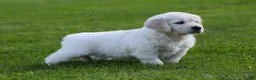 Golden Retriever dogs for sale: Lucy - Ad 3
