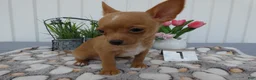 Chihuahua dogs for sale: Chihuahua 1 Winston - Ad 3