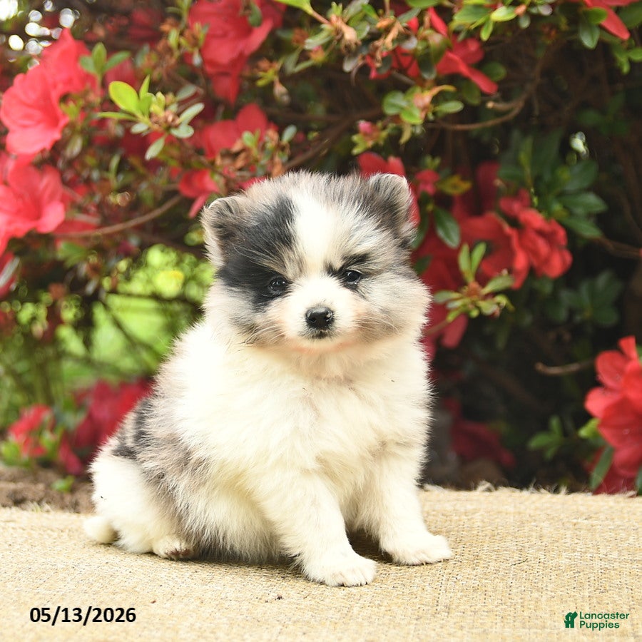Pomeranian dogs for sale: Blossom  - Ad 4