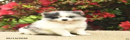 Pomeranian dogs for sale: Blossom  - Ad 1