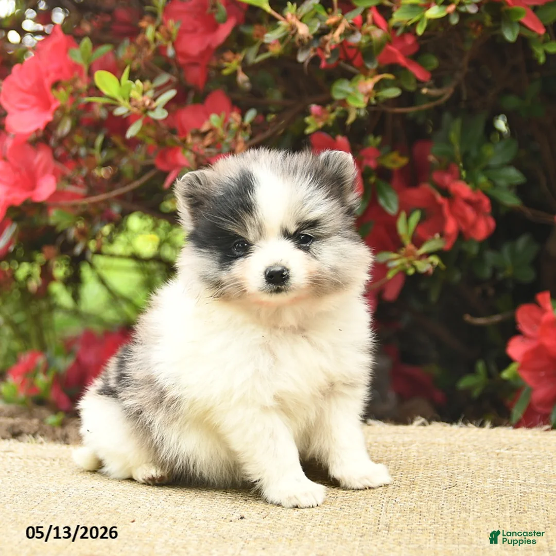 Pomeranian dogs for sale: Blossom  - Ad 1