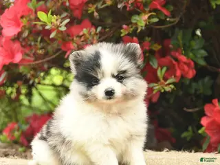 Pomeranian dogs for sale: Blossom - Ad 4