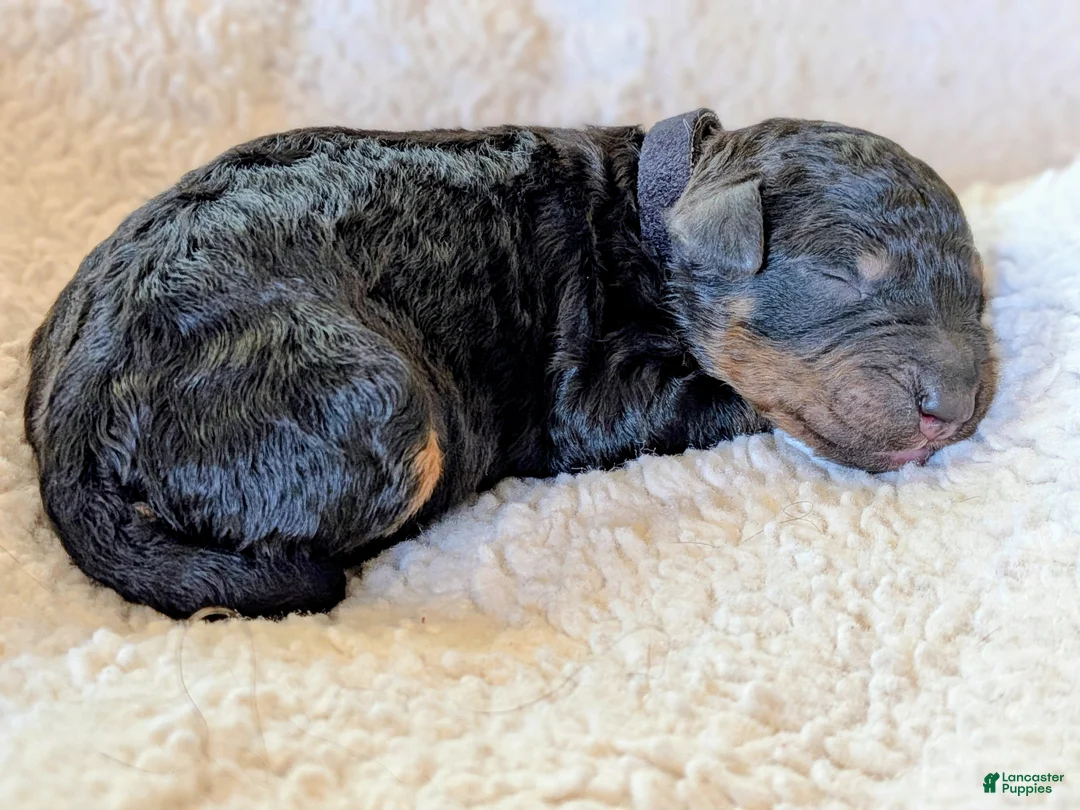 Mixed Breed dogs for sale: Goldador/Bernadoodle Puppy 8 - Ad 2