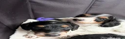 Miniature Dachshund dogs for sale: Miniature Dachshund 1 - Ad 2