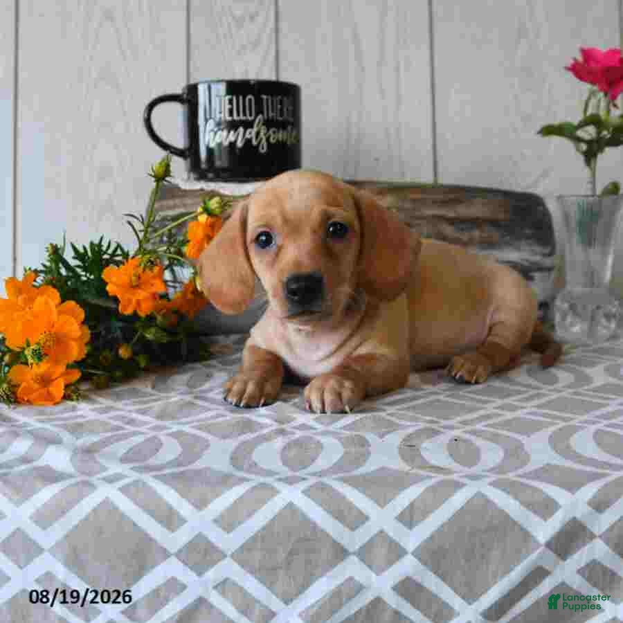 Miniature Dachshund dogs Titus - Ad 1