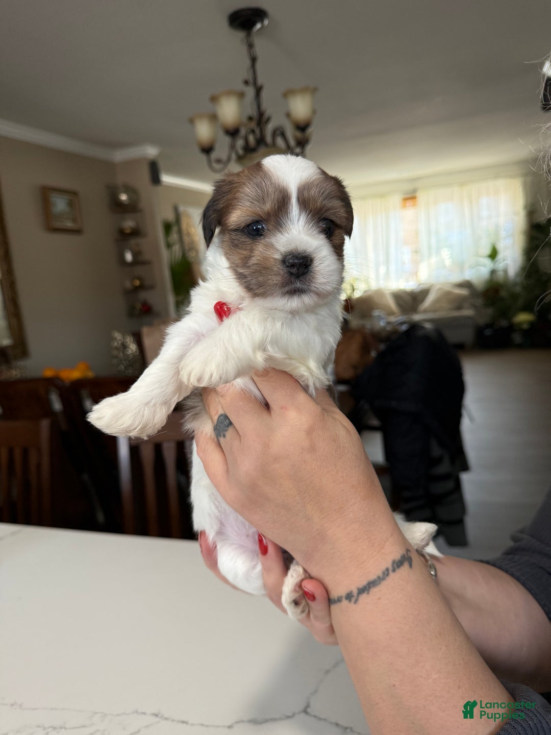 Shorkie dogs for sale: Shorkie Puppy 2 Elmo - Ad 2