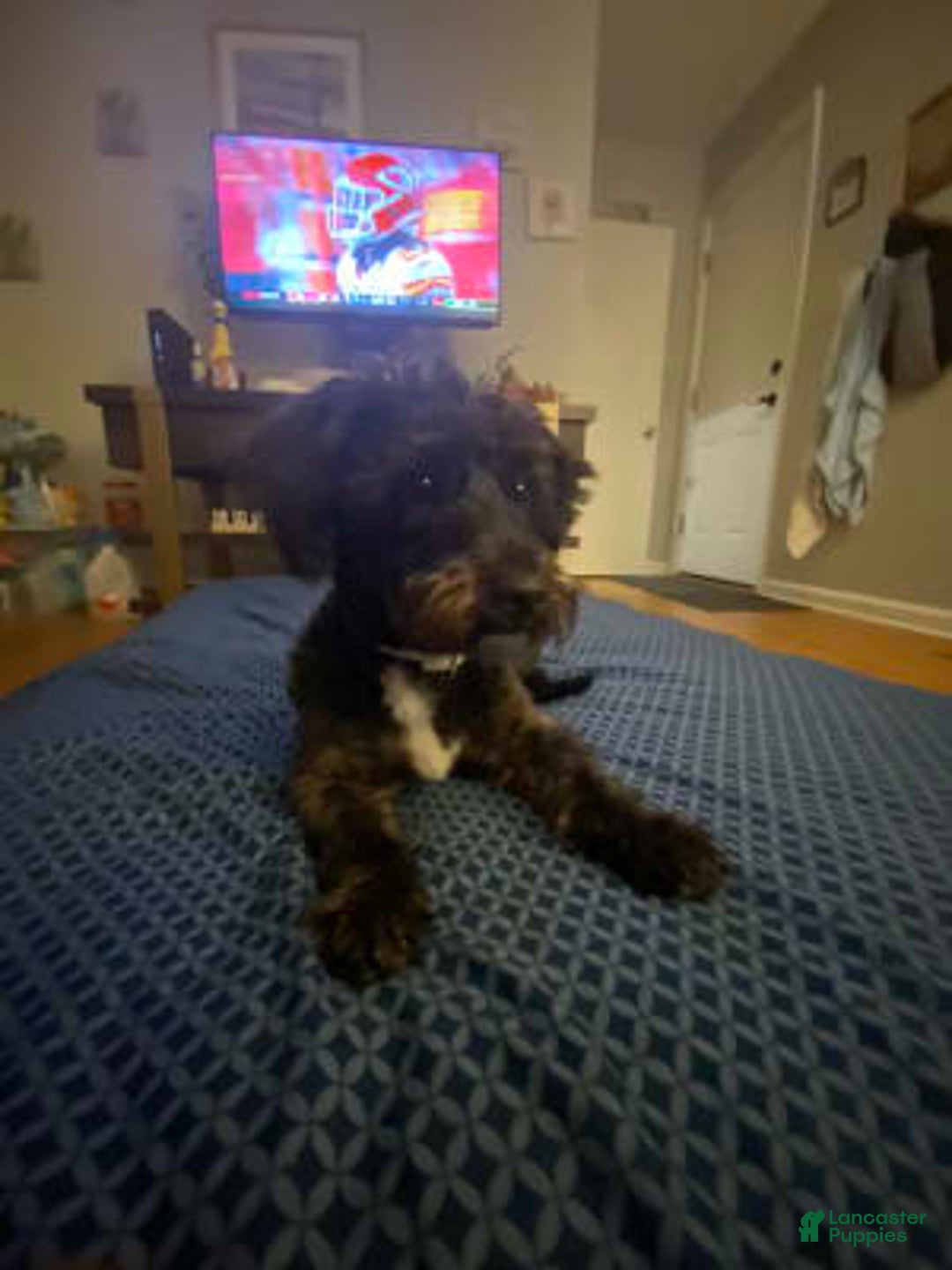 Gallery Image {{count}}