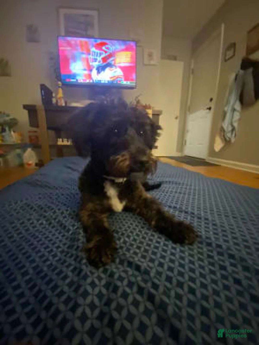 Gallery Image {{count}}