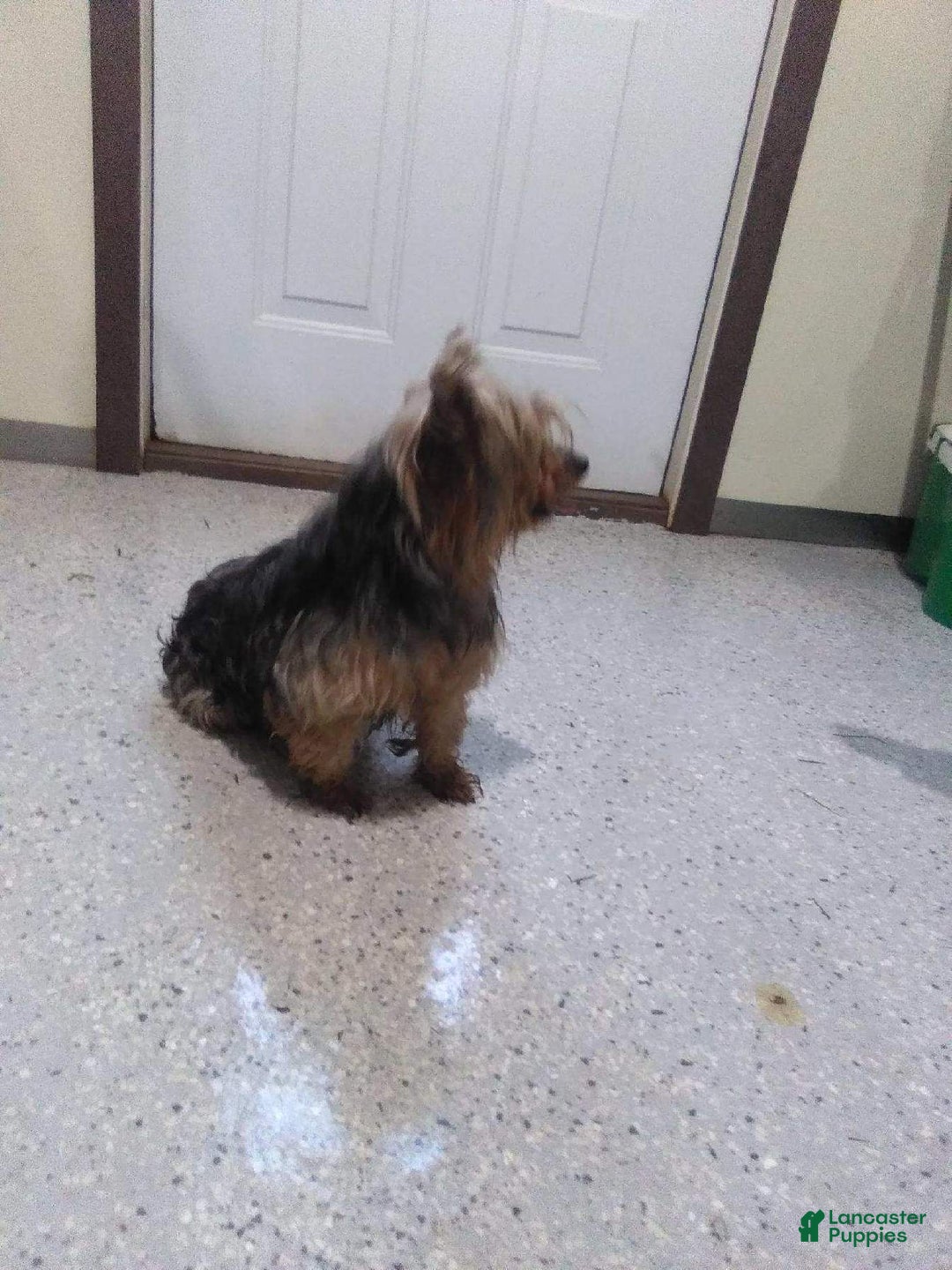 Yorkshire Terrier dogs for sale: CODY - Ad 24