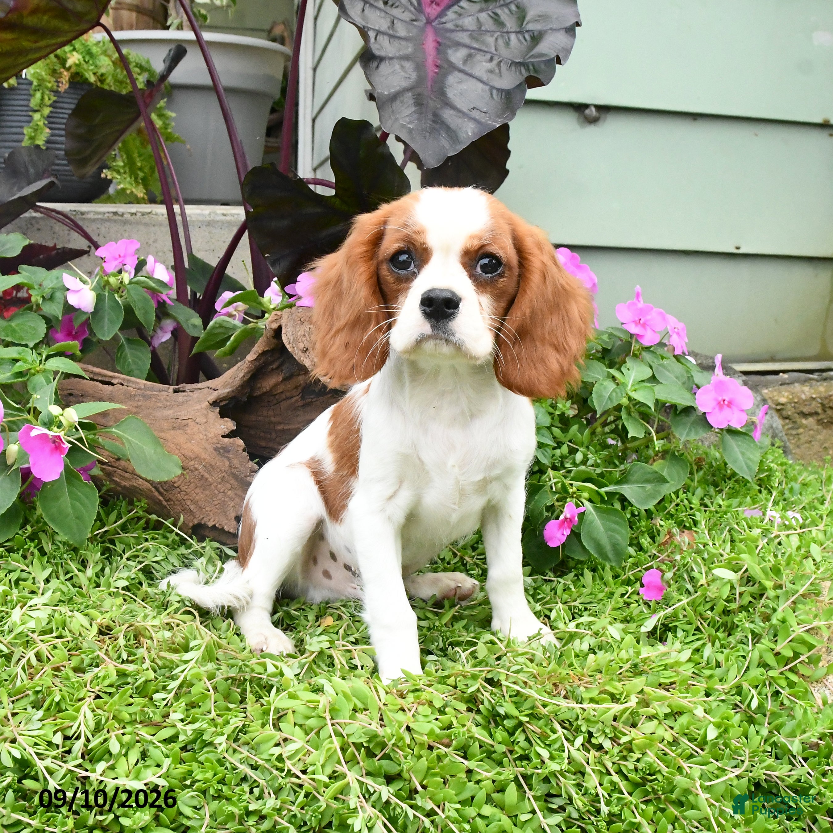 Cavalier King Charles Spaniel dogs Baxton - Ad 1