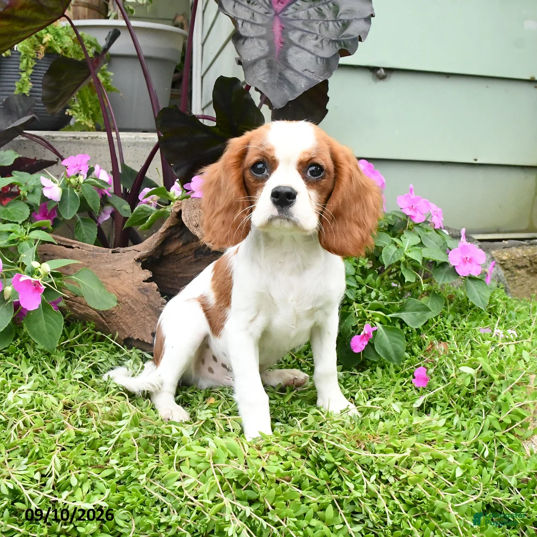 Cavalier King Charles Spaniel dogs for sale: Baxton - Ad 1