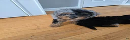 Miniature Poodle dogs for sale: Knox - Ad 5